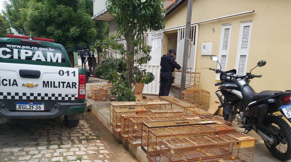 Polícia Ambiental apreende 28 pássaros silvestres mantidos em cativeiro no Bairro Aeroporto em Mossoró