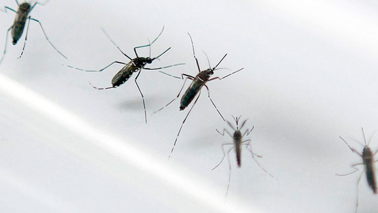 Dengue cresce 818% no RN e Natal reconhece epidemia