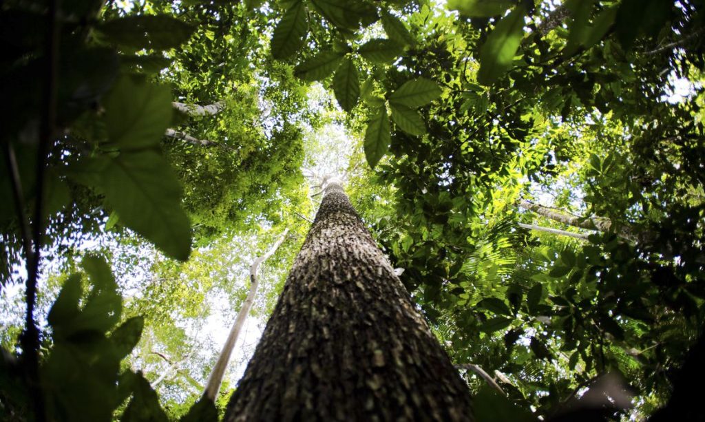 Crise climática pode ser combatida com monetização de reflorestamento