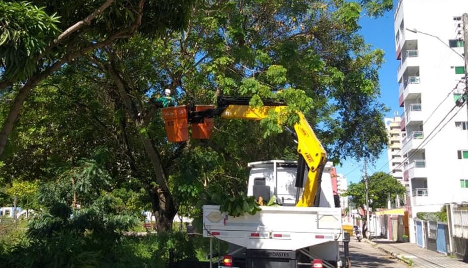 Após motocilista ser atingido, Prefeitura vai passar tomógrafo em árvores de Natal para evitar novas quedas