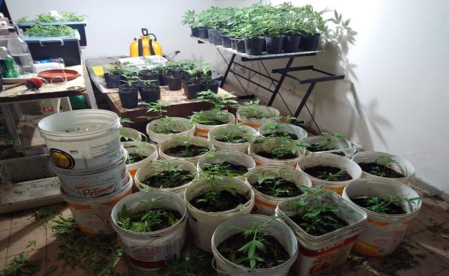 Polícia descobre estufa clandestina com plantação de maconha e prende suspeitos na Zona Sul de Natal