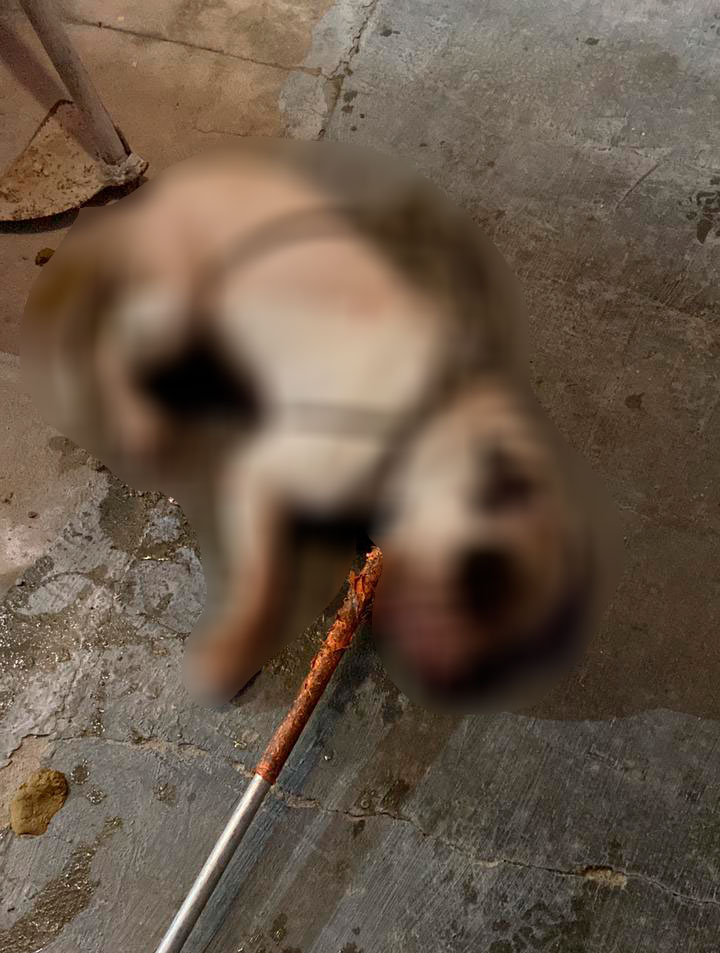 Vigilante é preso pela PM após matar cachorro Pitbull com 13 tiros de pistola em Mossoró