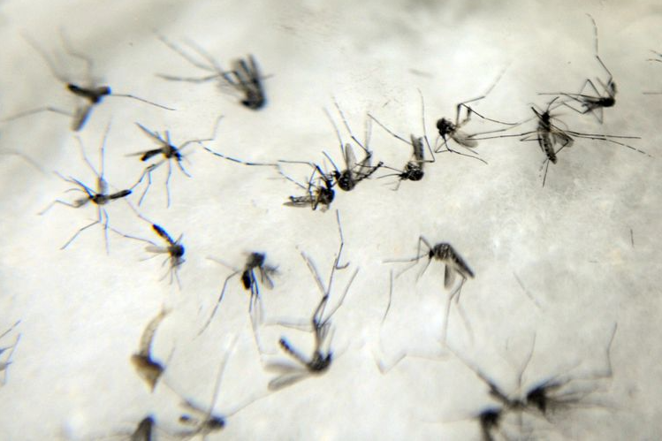 Em 4 meses, Brasil fica perto de igualar casos de dengue em todo 2021