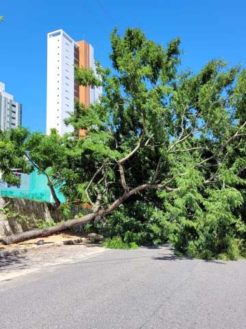 Árvore cai e interdita totalmente avenida em Natal