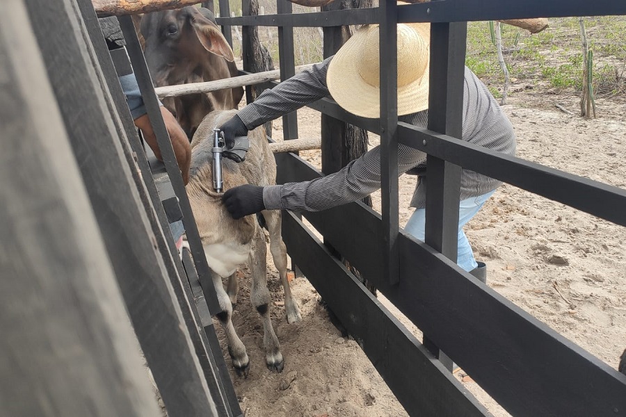 Idiarn prorroga campanha contra febre aftosa até 30 de junho