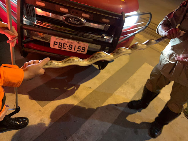 Corpo de Bombeiros captura cobra rara