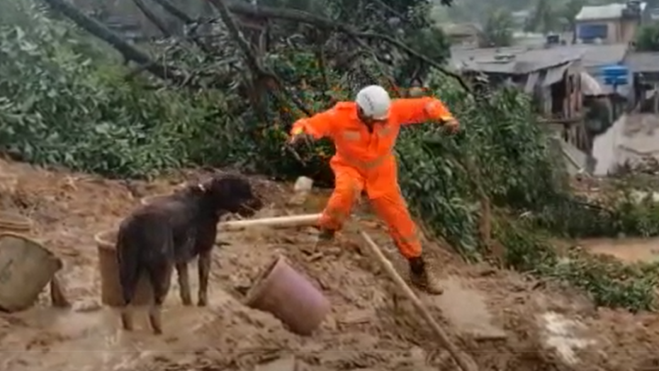 Cadela Fênix: “cãobatente” do RN atua nas buscas de vítimas desaparecidas no Recife