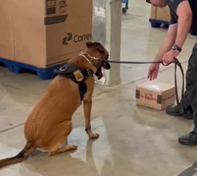 PF apreende quase 5 kg de maconha remetida via postal ao RN