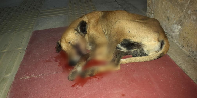 Estudantes resgatam cachorro baleado na UERN