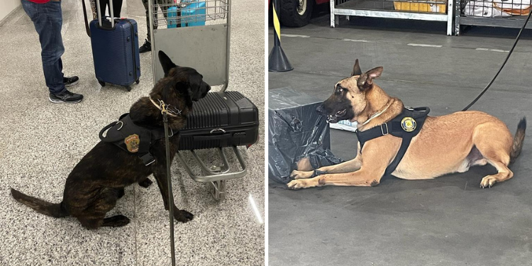 Irmãos contra o crime: conheça Ice e Iron os cães farejadores da PF do RN