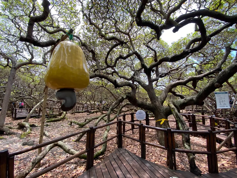 Parque das Dunas e Cajueiro de Pirangi funcionam normalmente no feriado