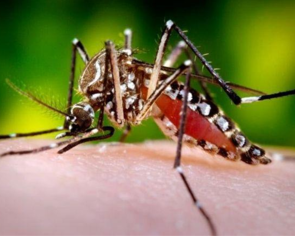 Número de mortes por dengue no Brasil se aproxima de 1.000 no ano