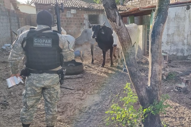 Polícia Civil prende dois suspeitos e recupera nove cabeças de gado  em São Gonçalo do Amarante