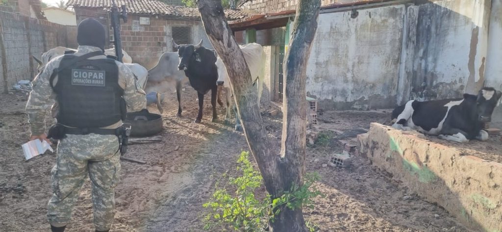 PM desarticula quadrilha de roubos a fazendas no interior do RN