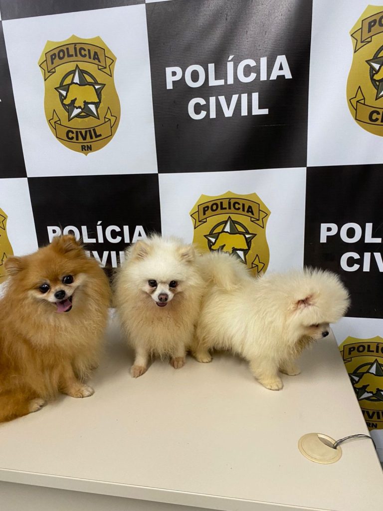 Cachorros roubados de petshop avaliados em R$ 40 mil são resgatados pela Polícia Civil em Natal