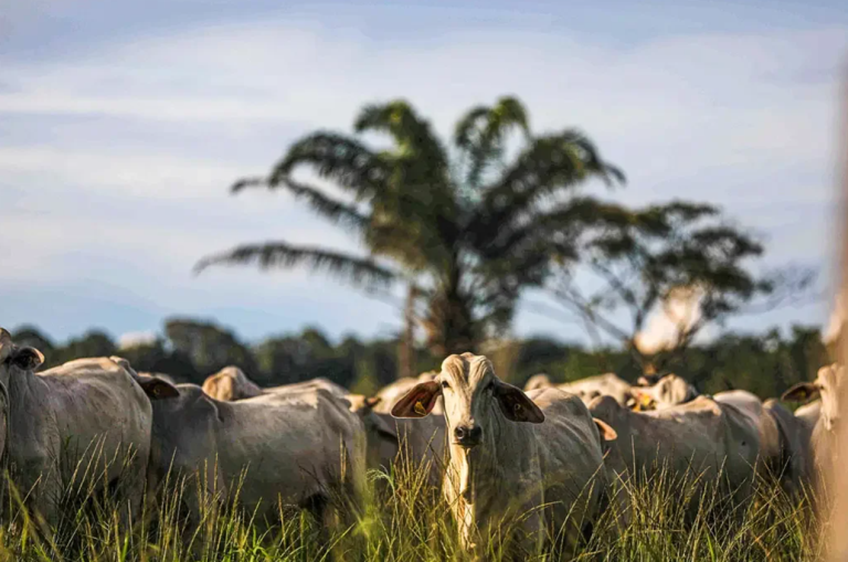 Não está confirmado que caso de vaca louca é atípico, diz ministro