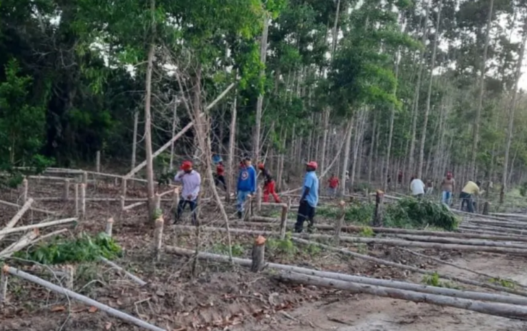 Sem trégua, MST invade mais três fazendas produtivas na Bahia