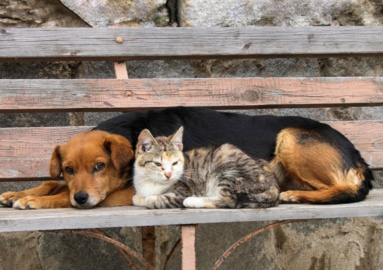 Deputados protocolam projeto de lei que prevê licença do trabalho em caso de morte de pet