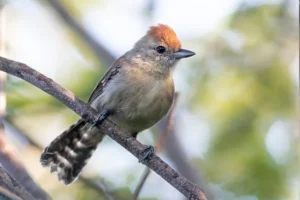 Pesquisa da UFRN descobre nova espécie de ave na região do Rio São Francisco