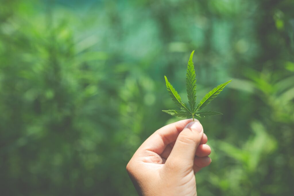 Assembleia Legislativa aprova projeto que institui dia estadual de combate à maconha no RN